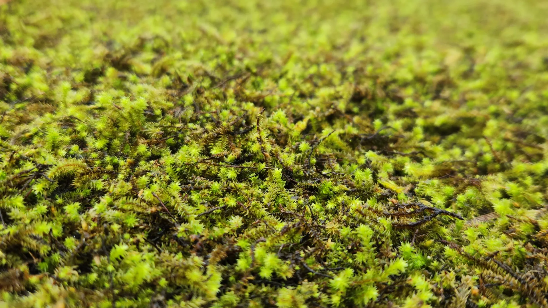 苔について