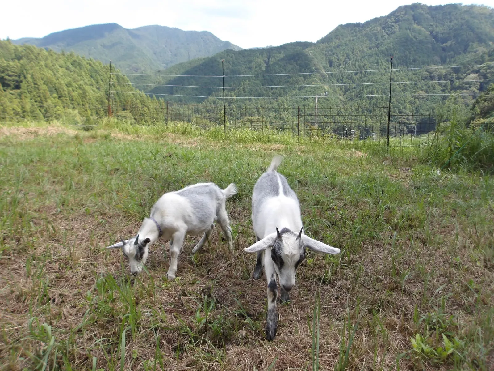 🐐可愛いうちの子たちは今日も元気🐐