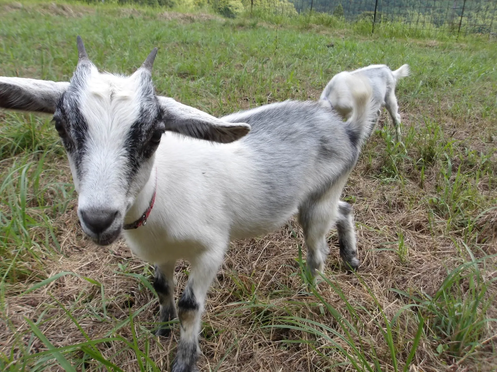 🐐可愛いうちの子たちは今日も元気🐐
