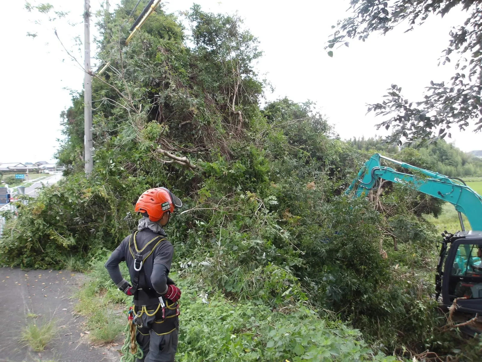 今回は伐採工事の話