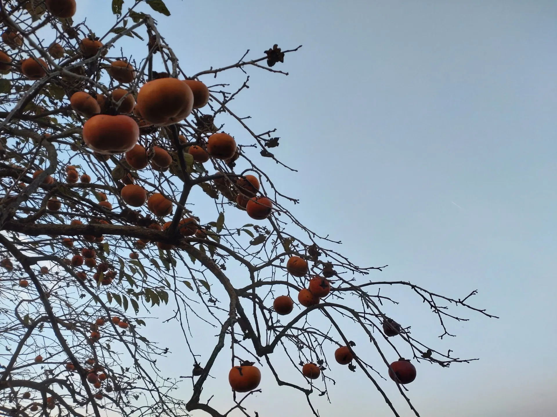 柿でも食べようぜ