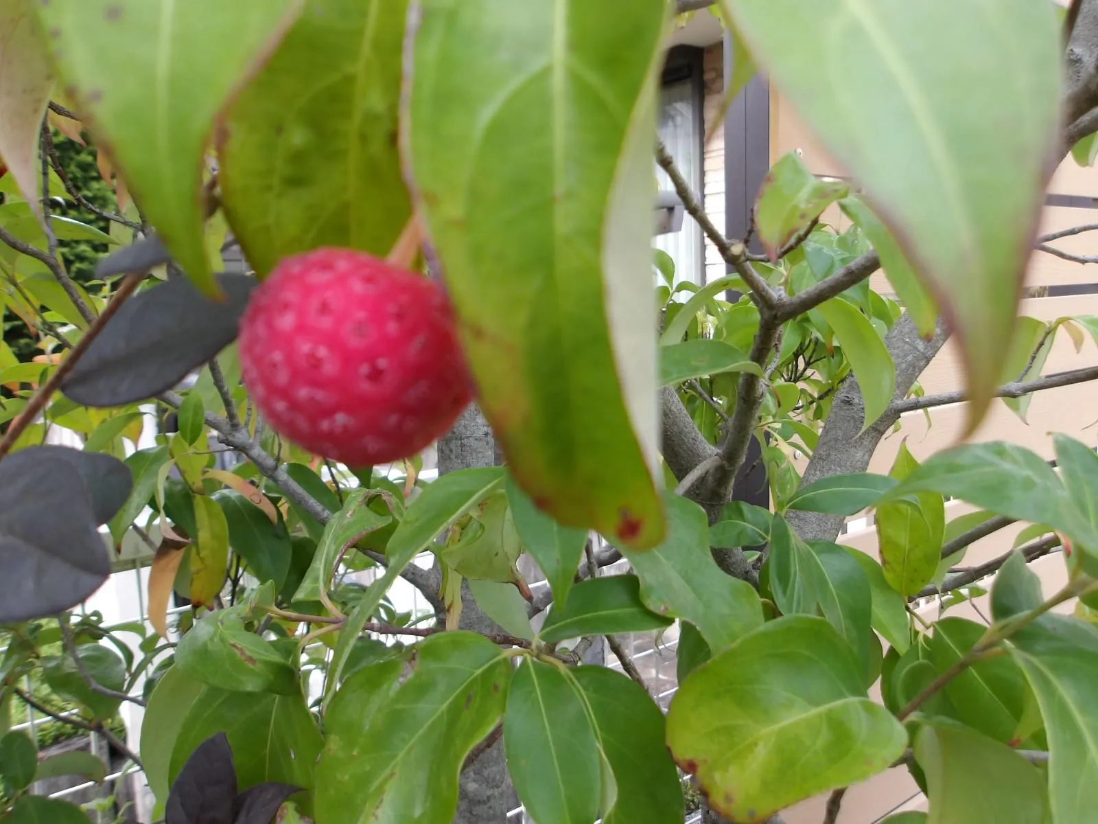 赤い実をぶら下げて