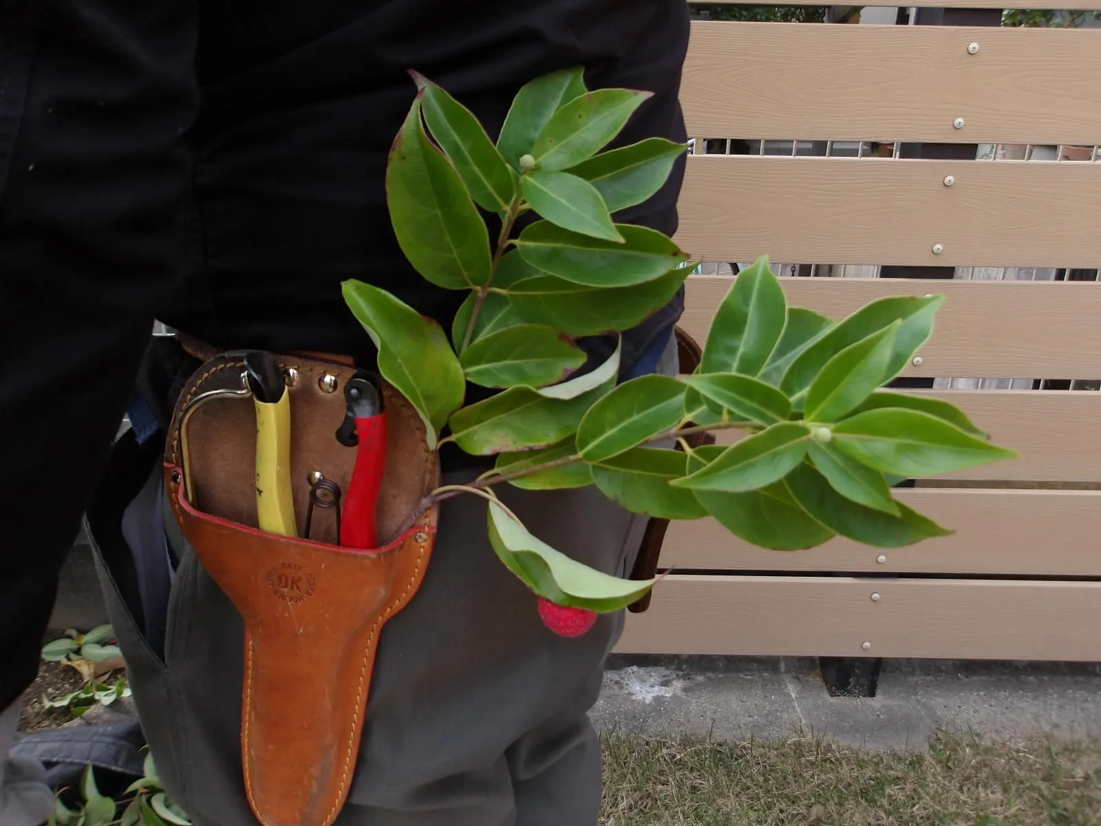 赤い実をぶら下げて