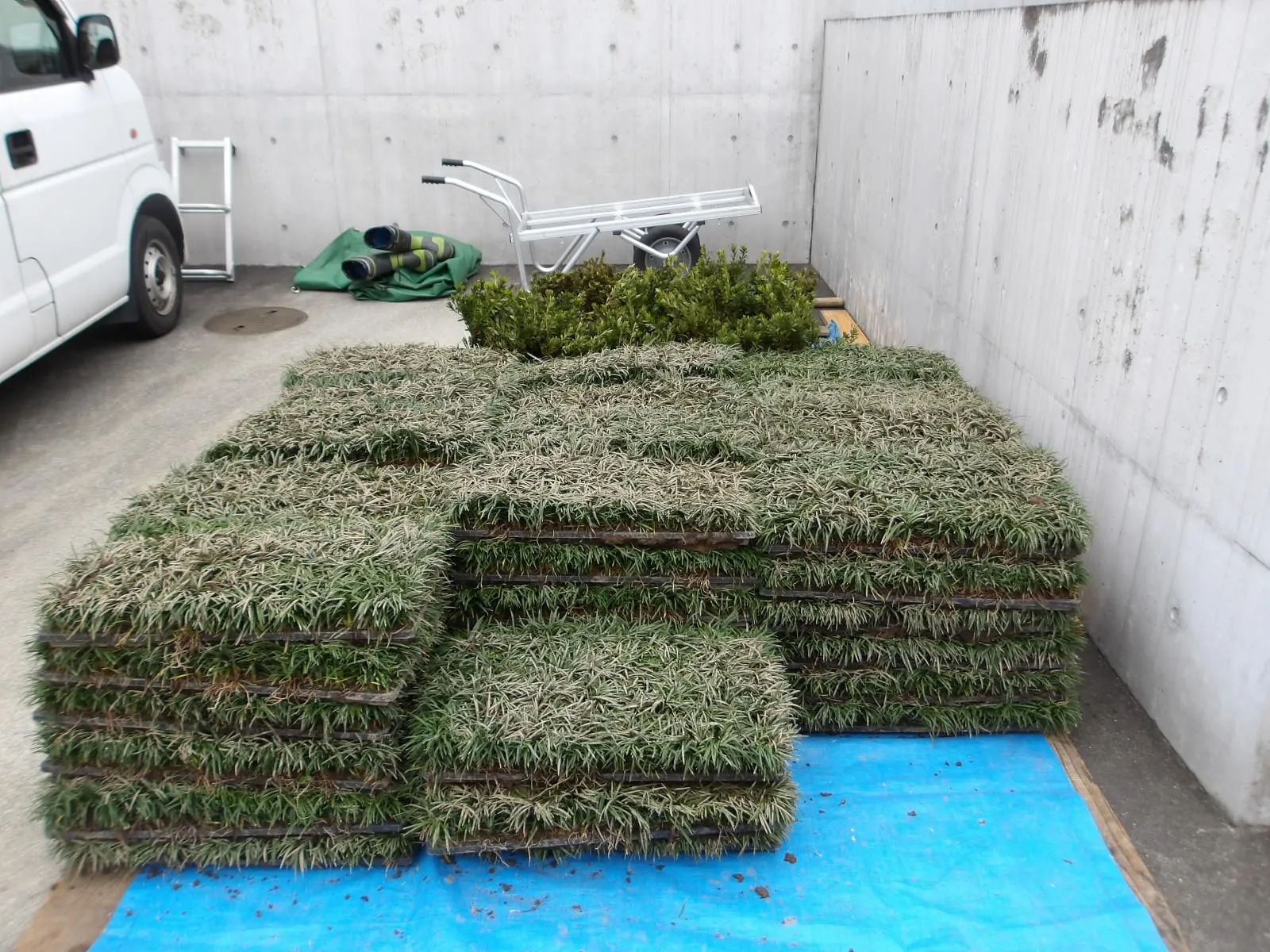 タマリュウ植えます