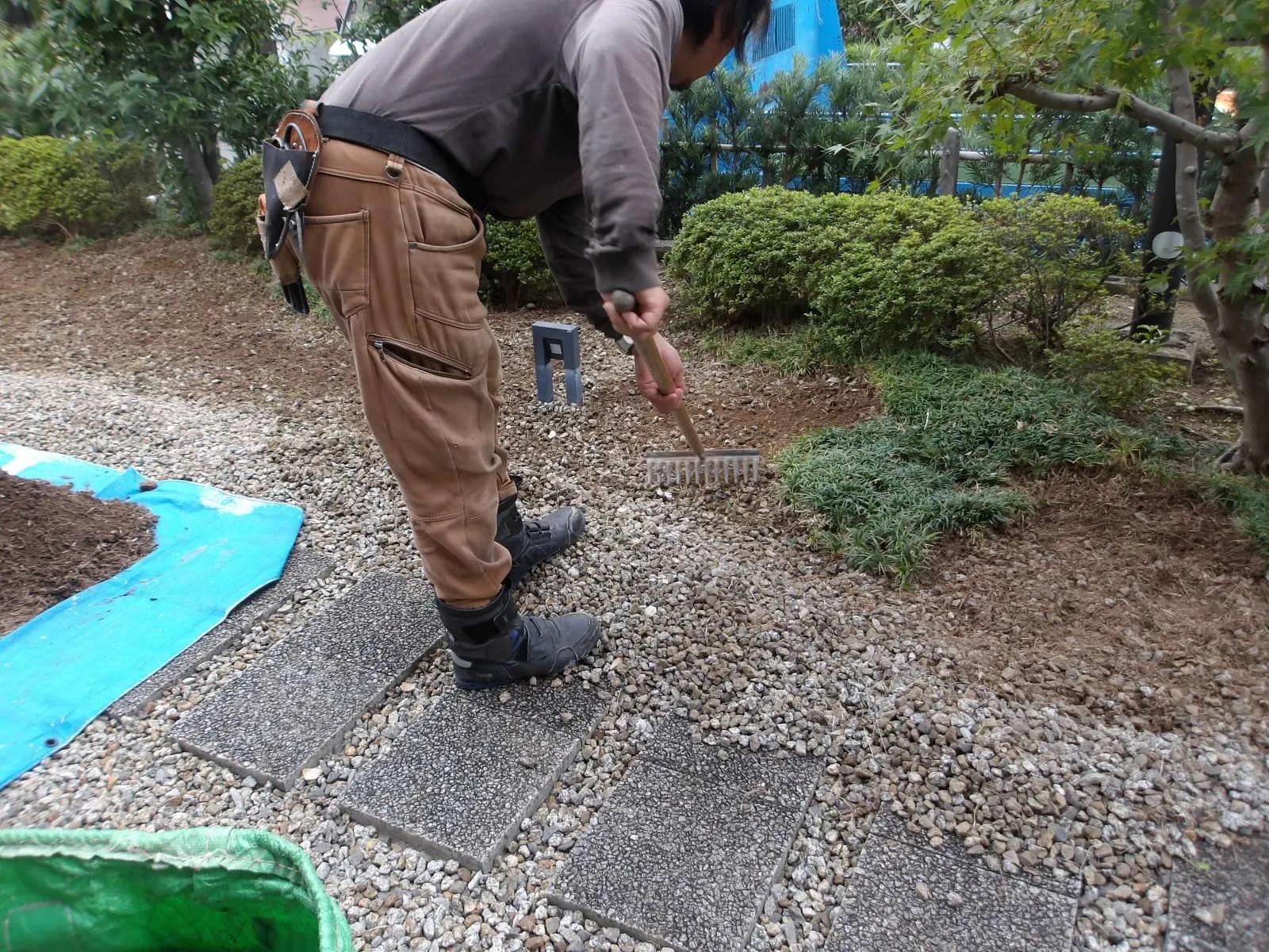 タマリュウ植えます