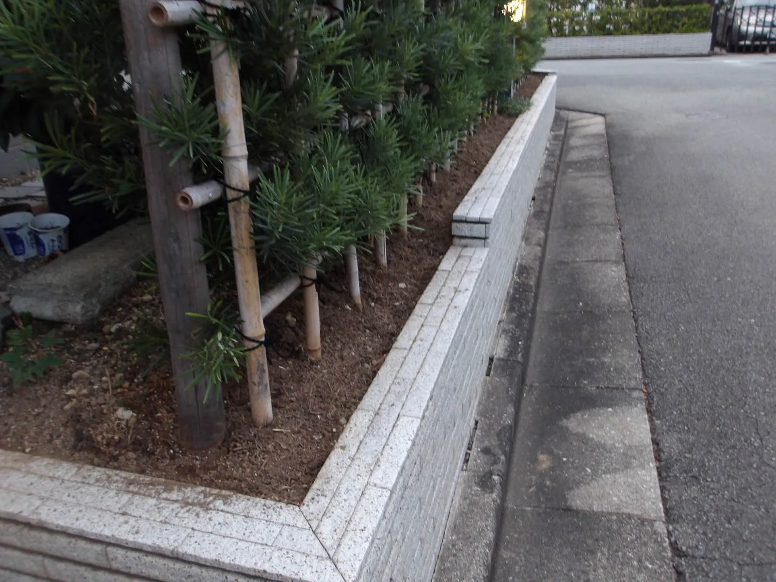 タマリュウ植えます