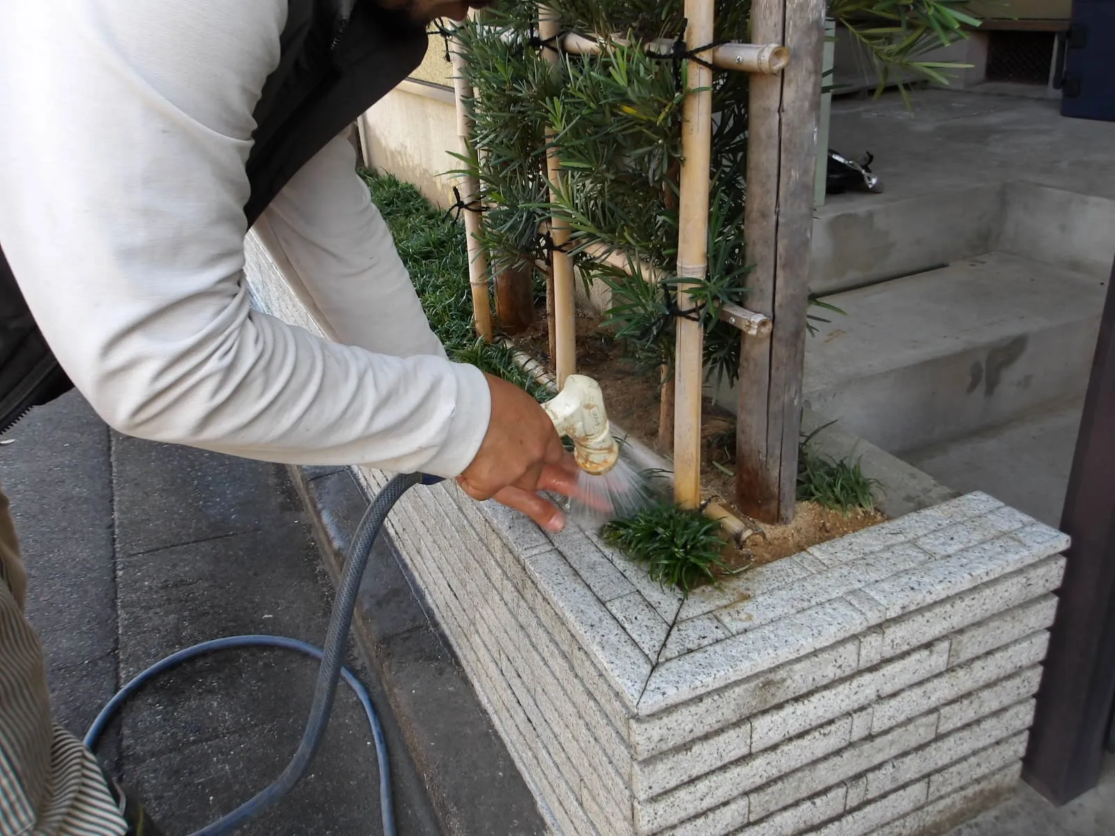 タマリュウ植えます