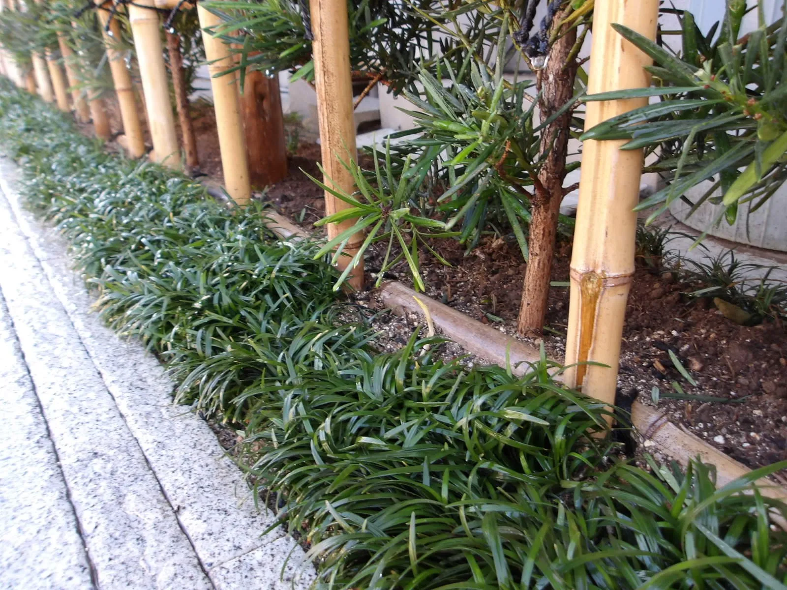 タマリュウ植えます