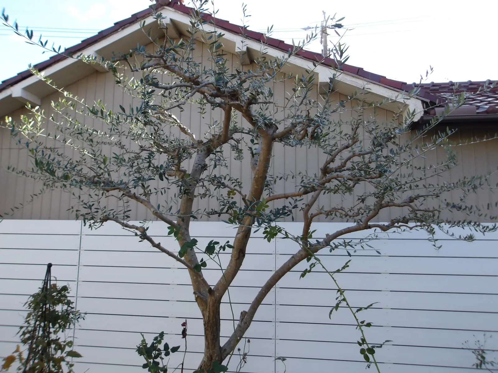 上手に剪定できました♪