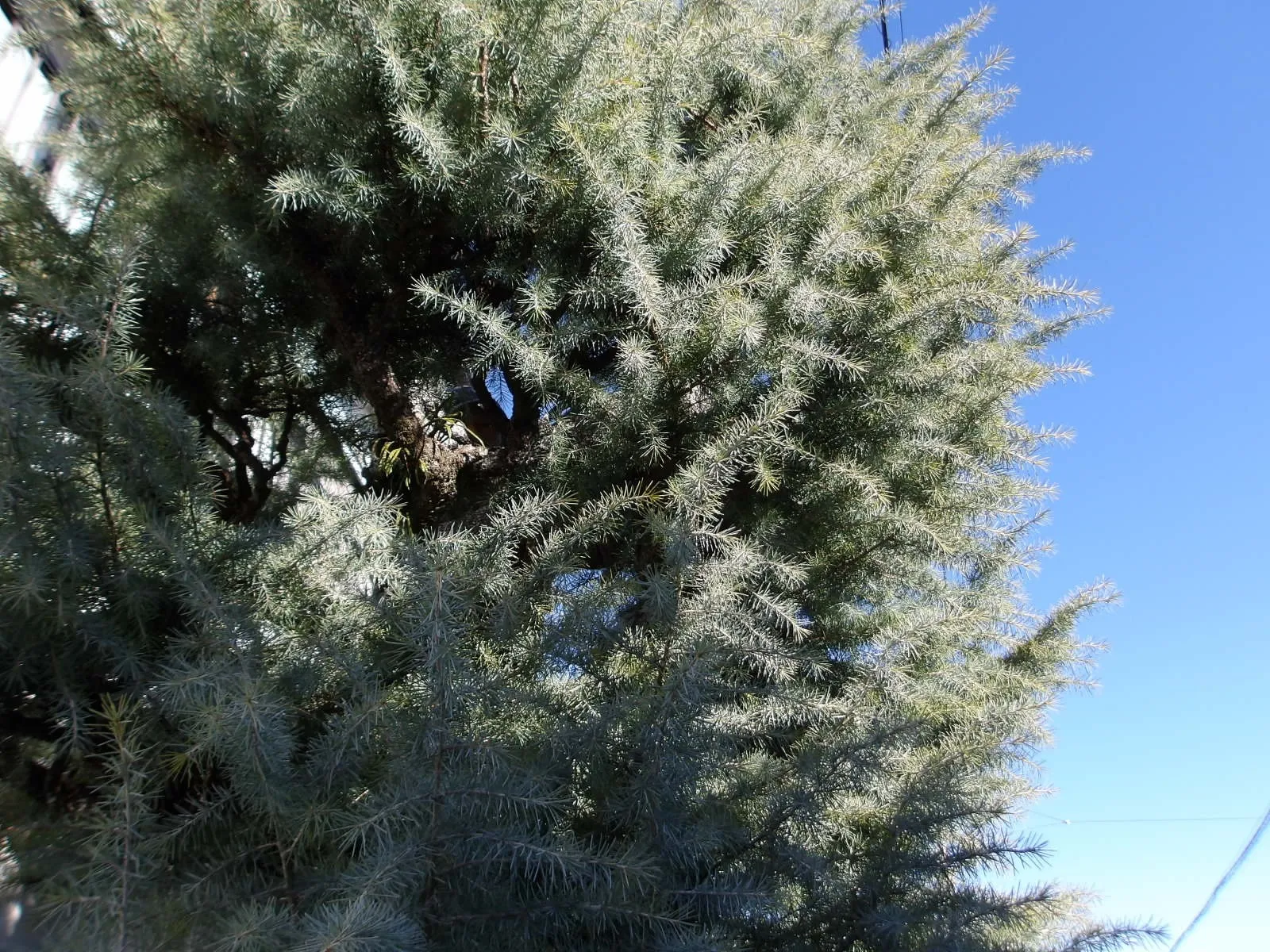 ヒマラヤスギを剪定した日