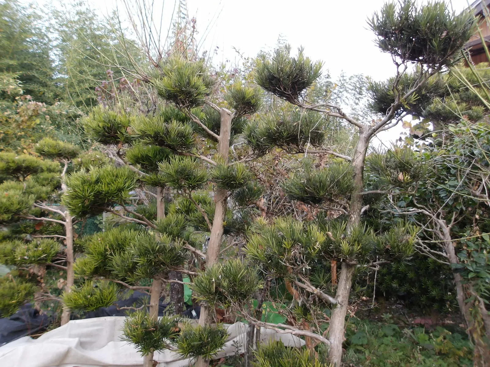 槙を刈込みました。