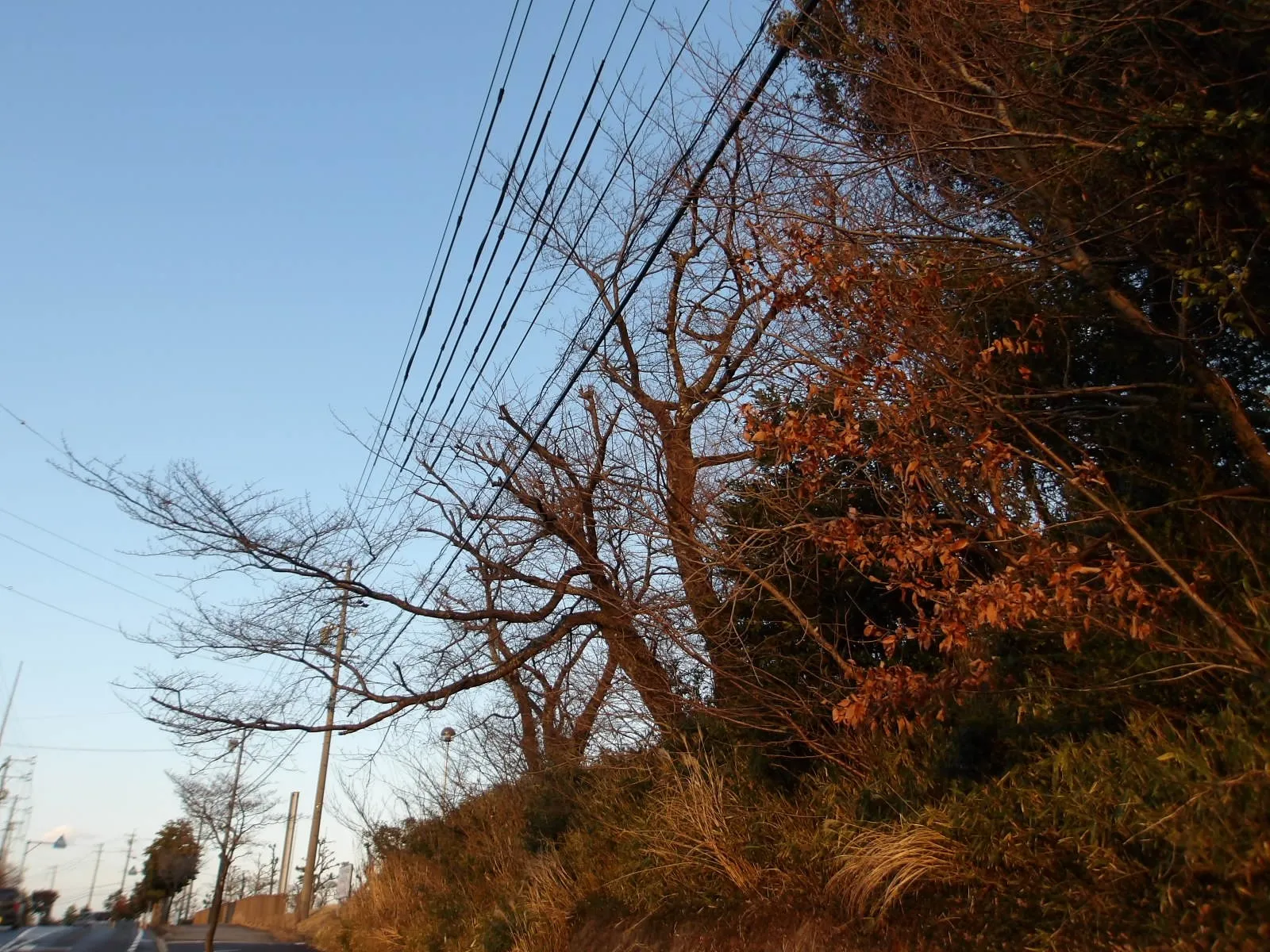 飛び出した枝をバッサリ。