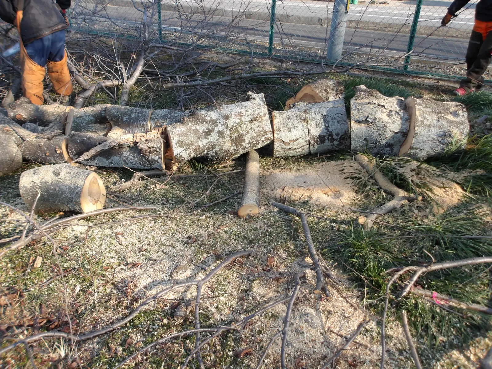 それは特殊伐採でした。