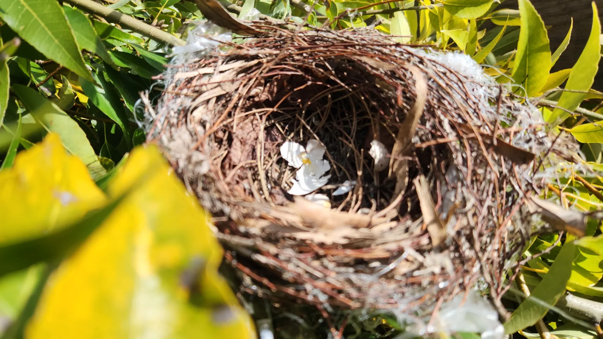 街路樹の剪定をしました