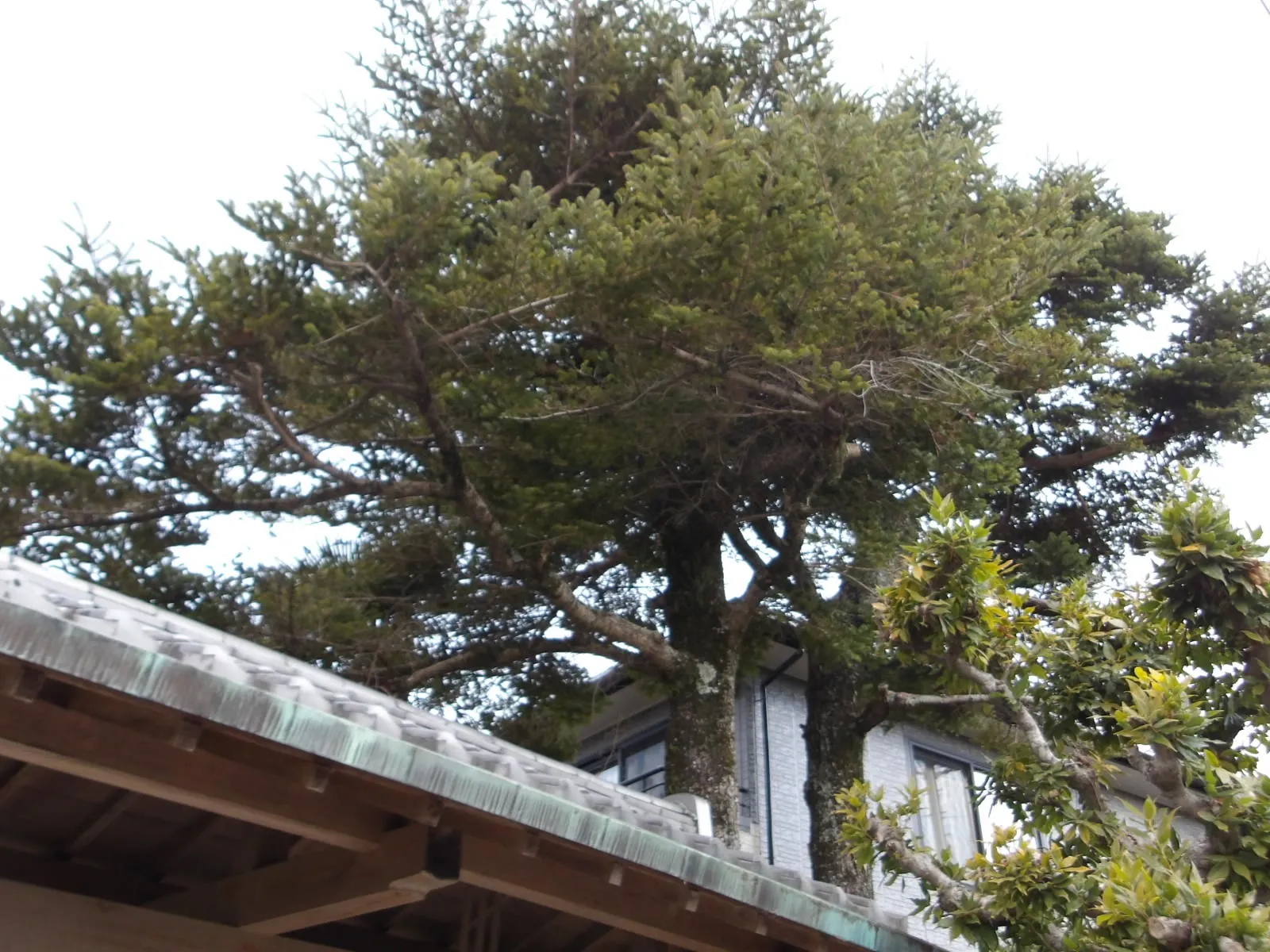 久々の素登りでした。