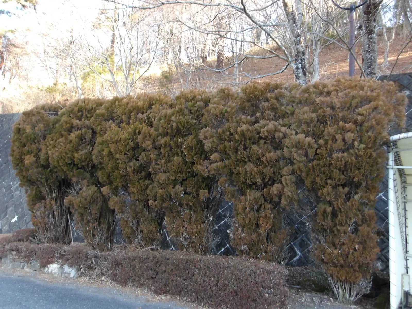 綺麗な生垣ですね♪