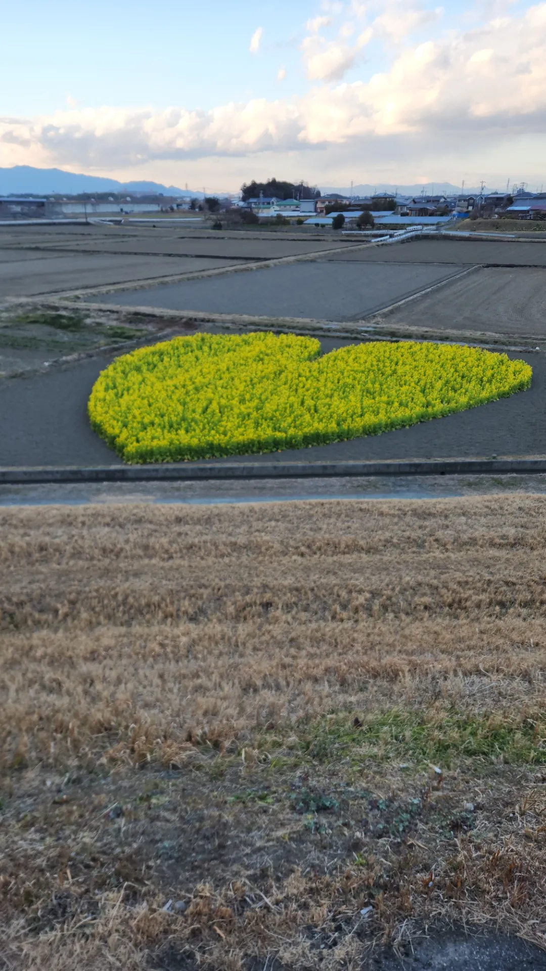 通勤途中に菜の花の癒しですね✨
