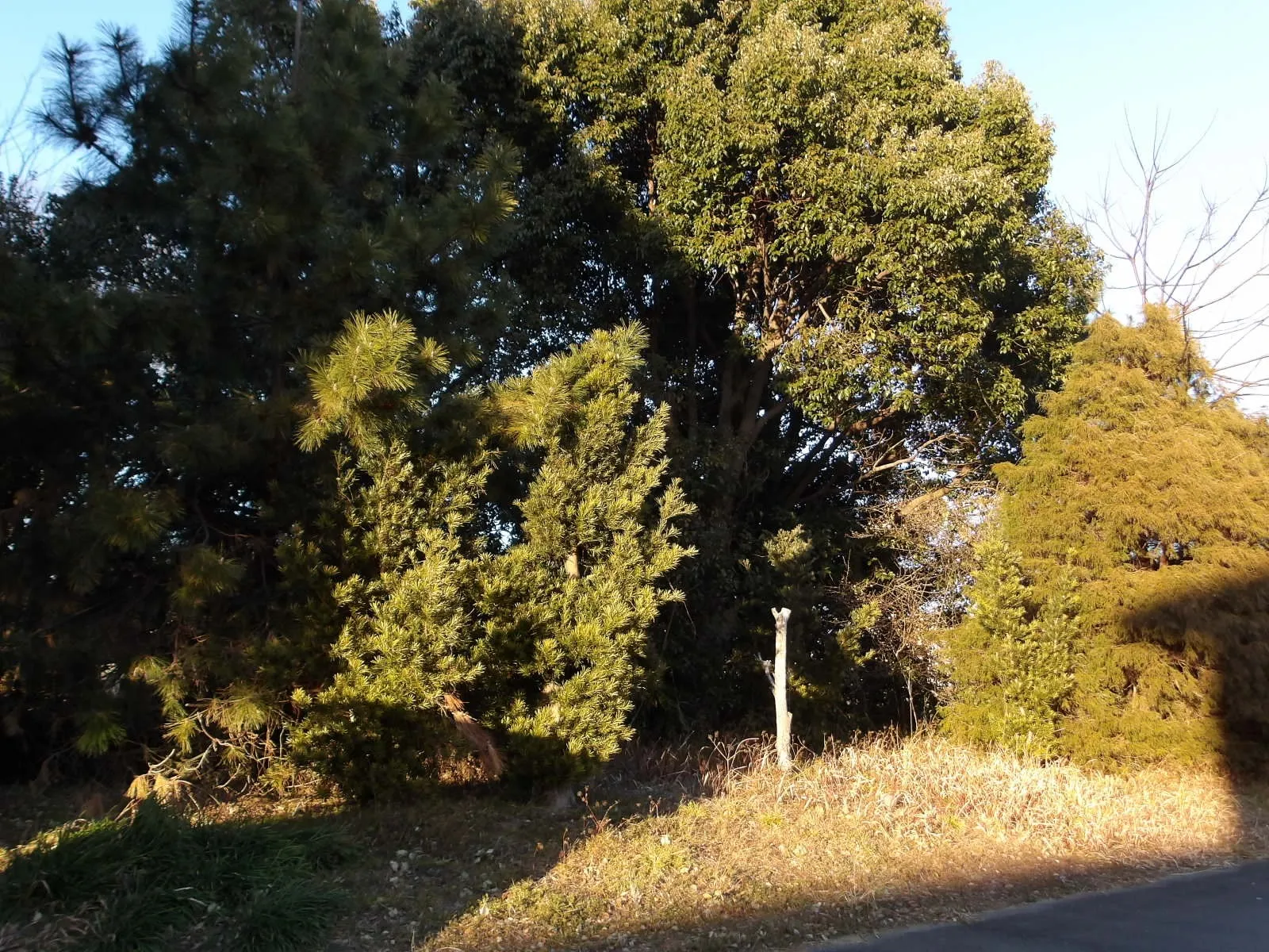 多種多様な生物が集まる地