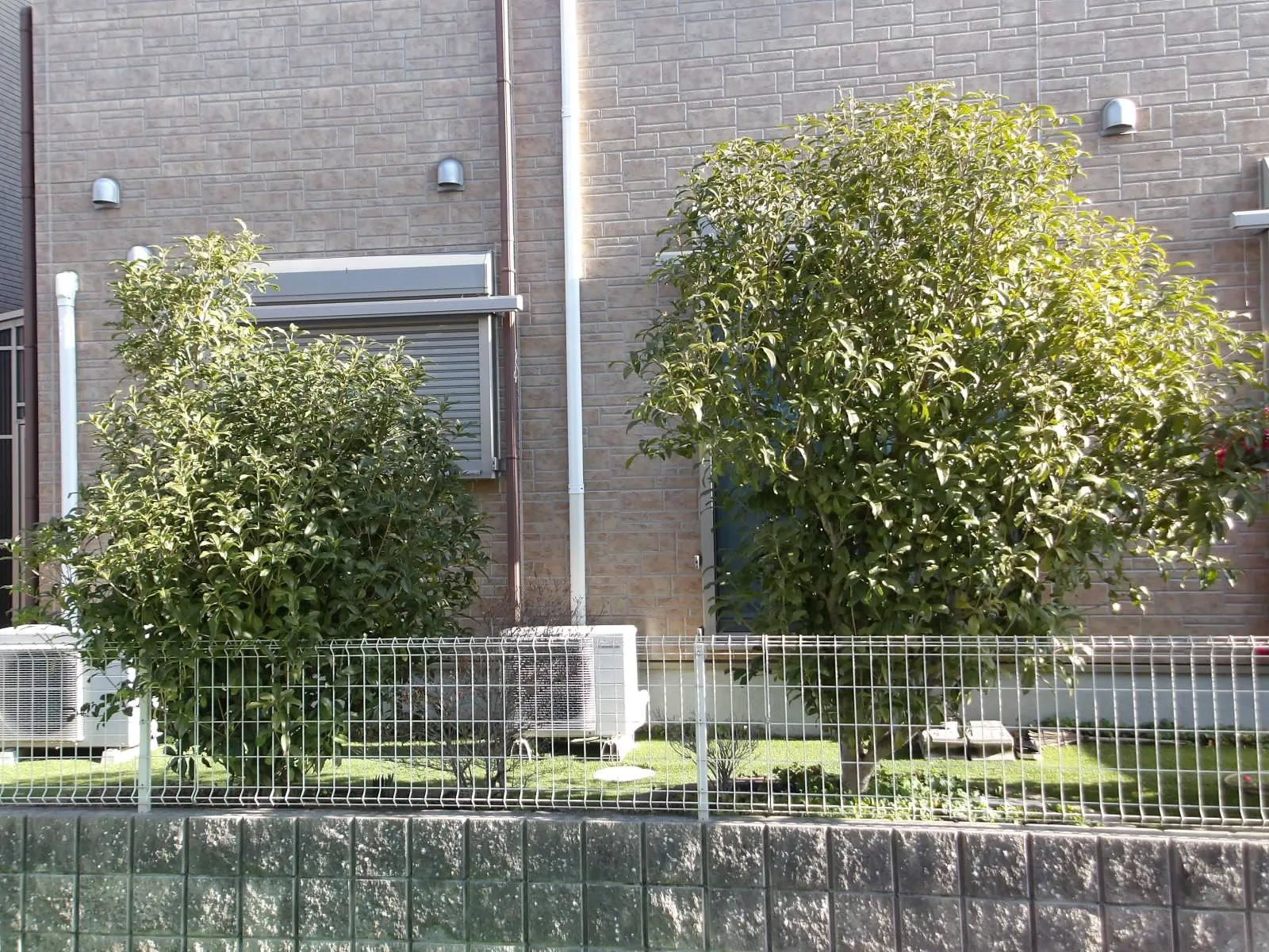 金木犀を軽く刈り込みました。