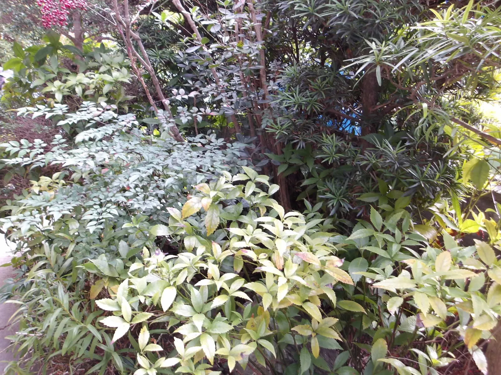 さっぱり剪定。