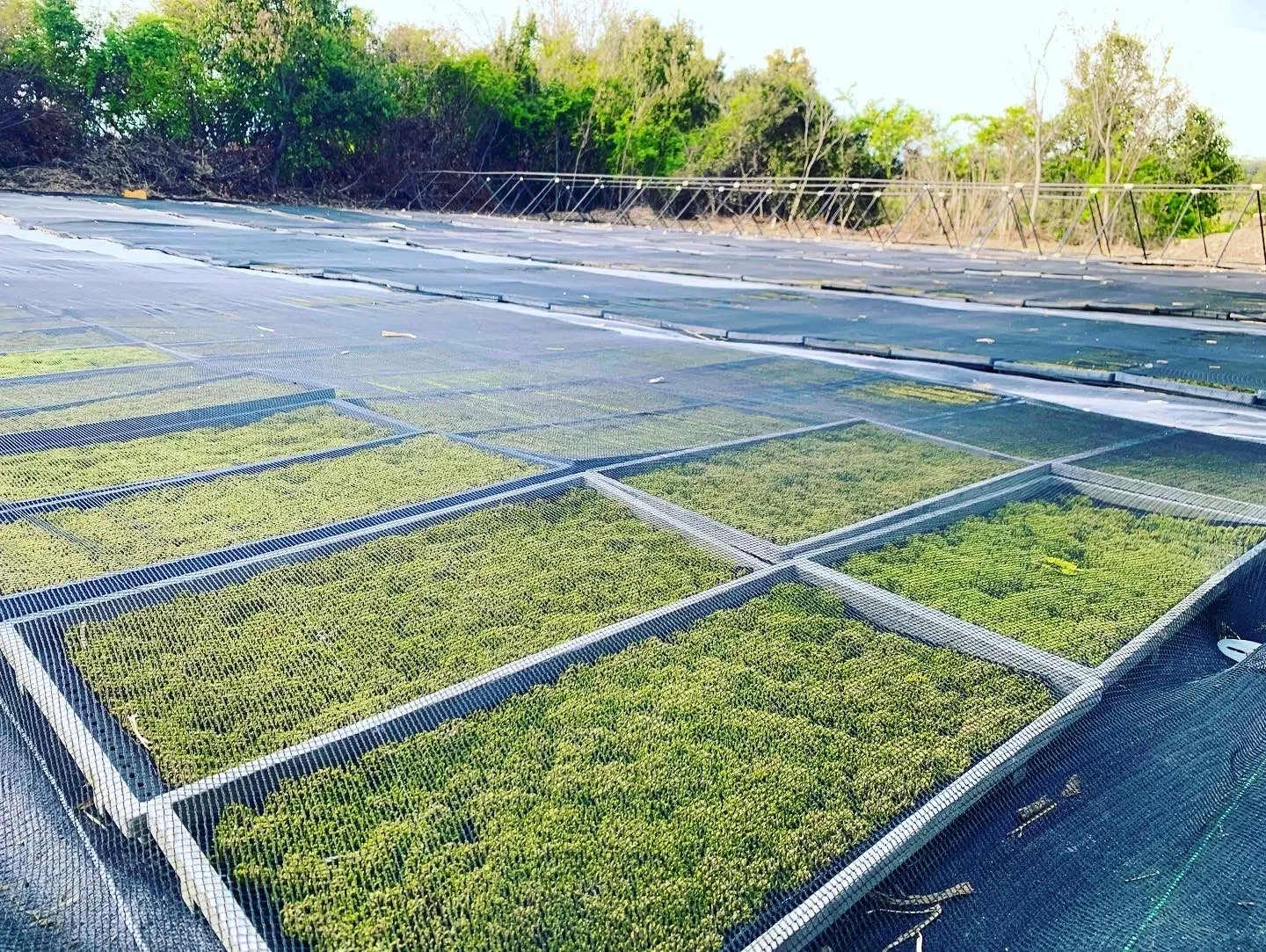 サスティナブルフードの販売事業