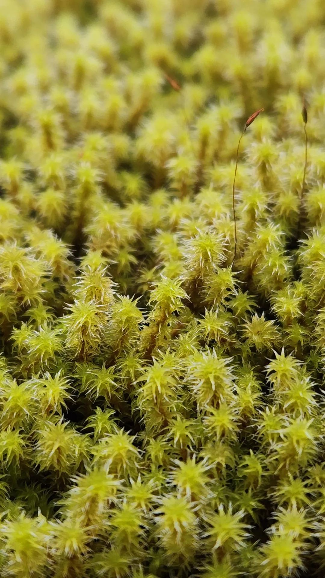 スナゴケを眺めて