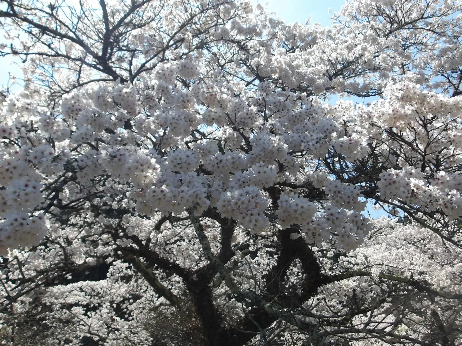春の訪れを感じます。
