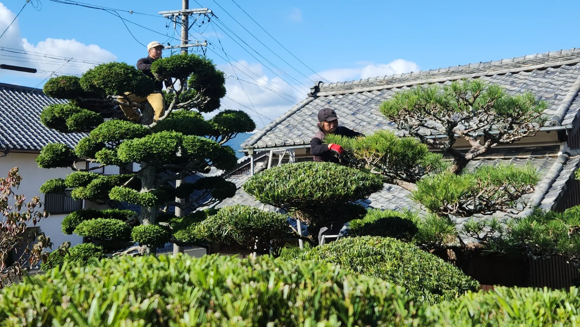 カーボンオフセット事業