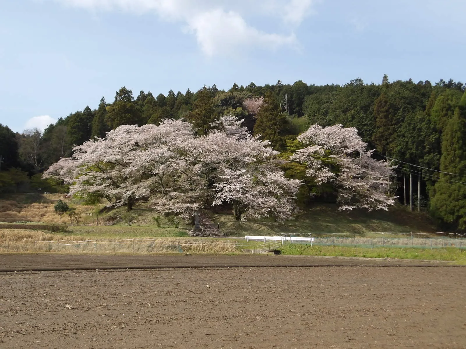 風が教えてくれた春の終わり?