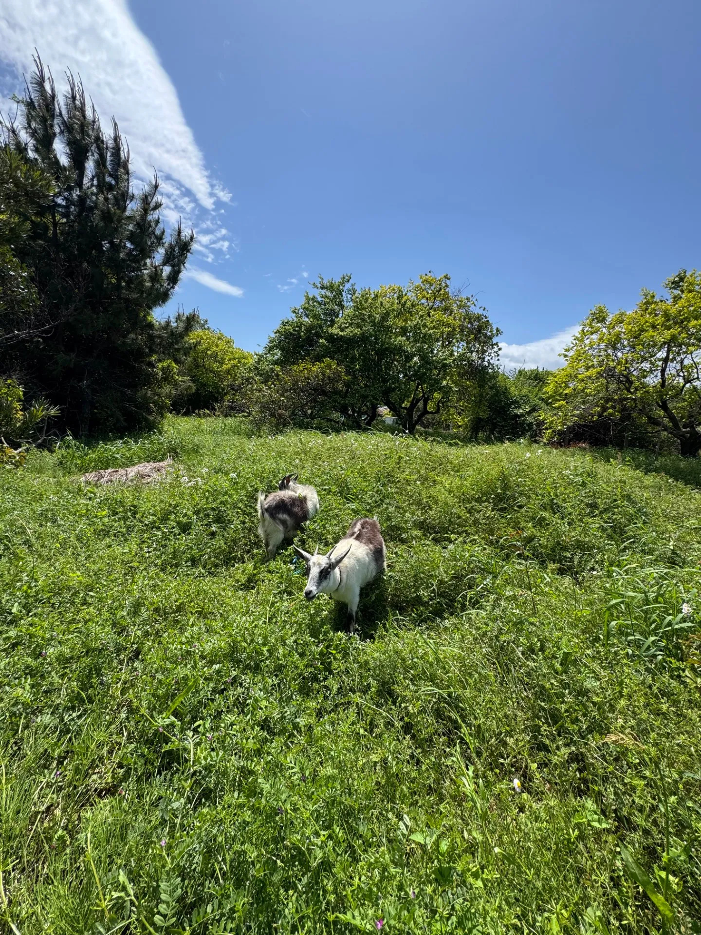 ヤギのお引越し