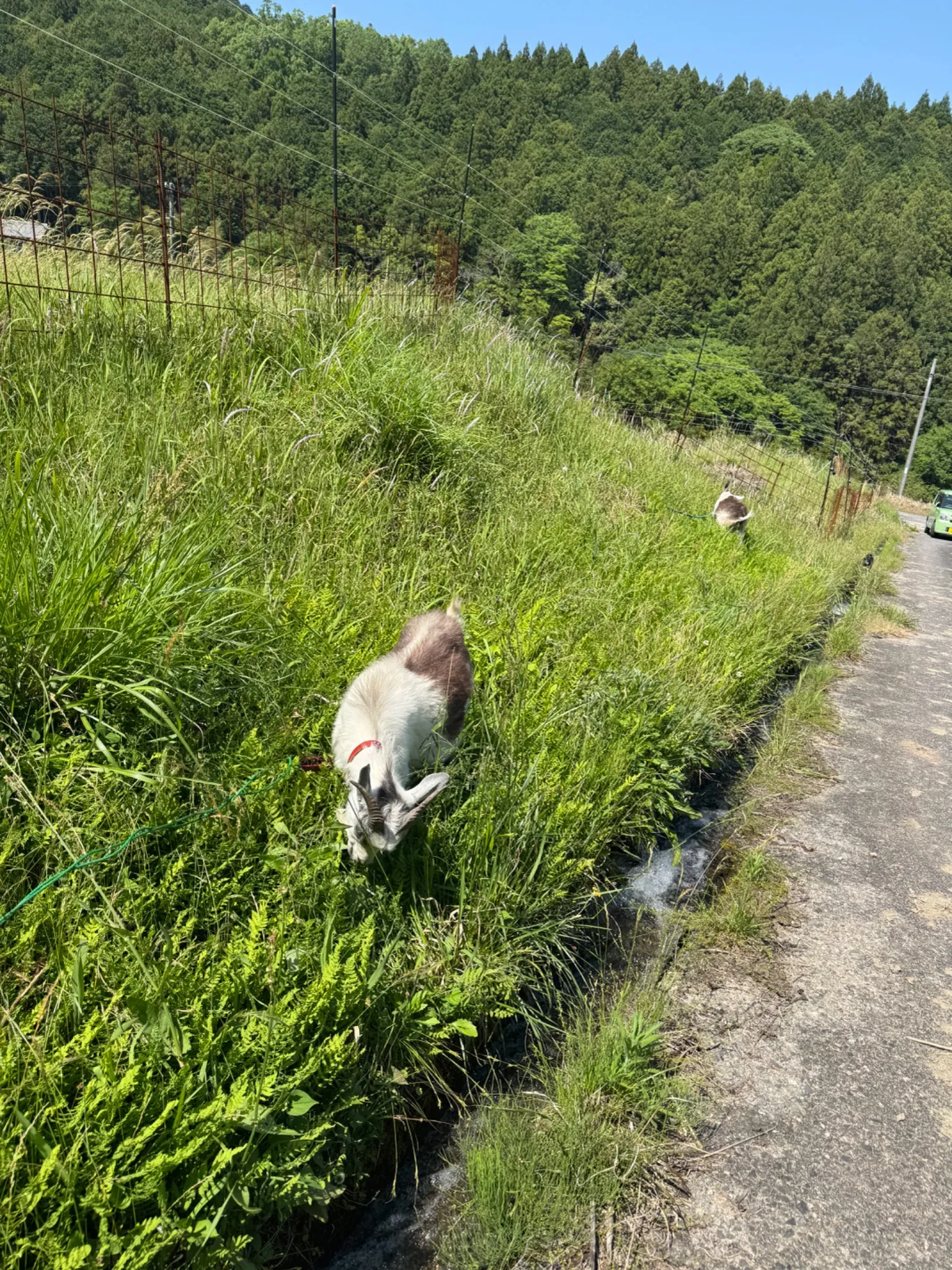 田んぼに水をはりました
