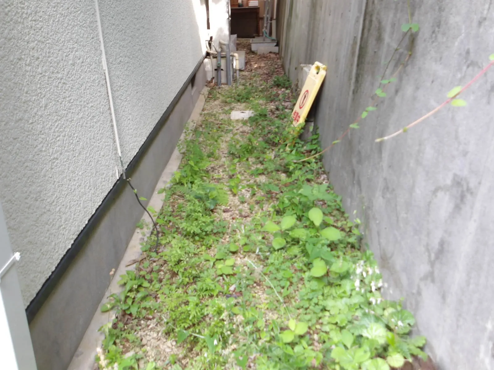 涼しい場所には蚊がいます。