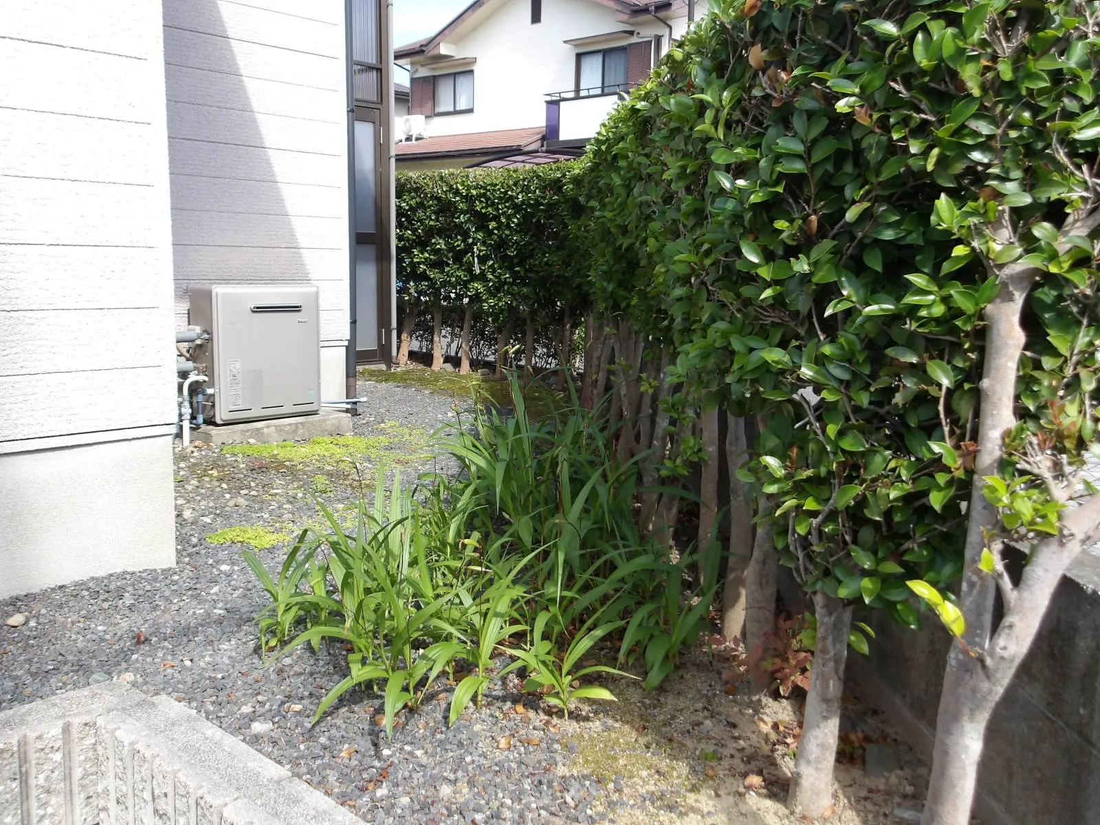 山茶花の抜根工事