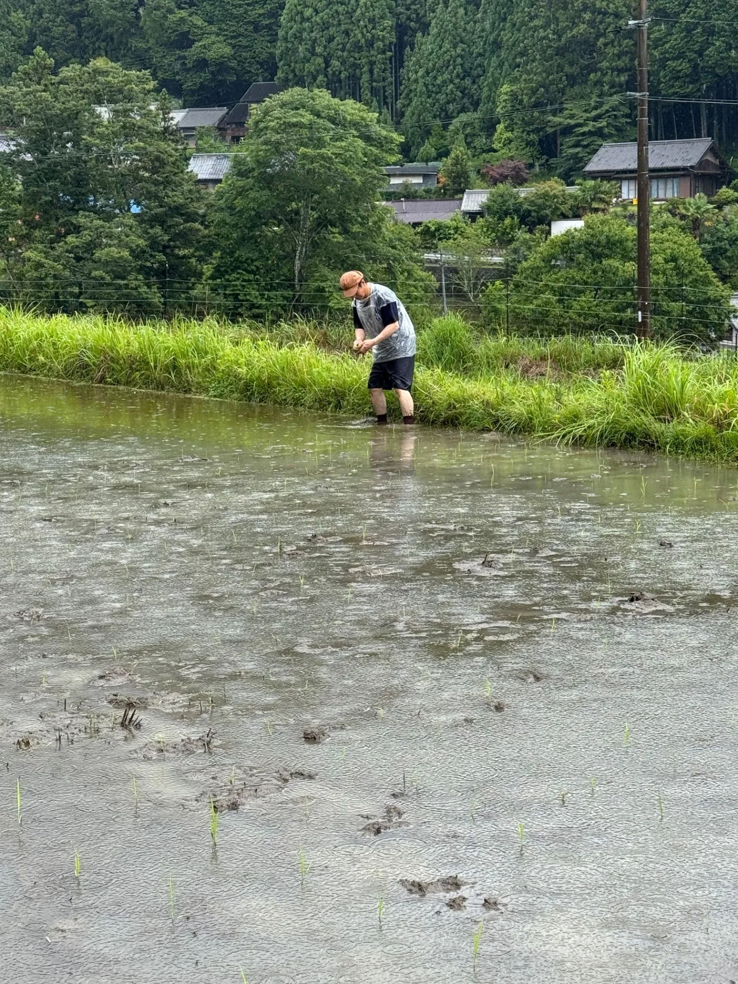 田植え