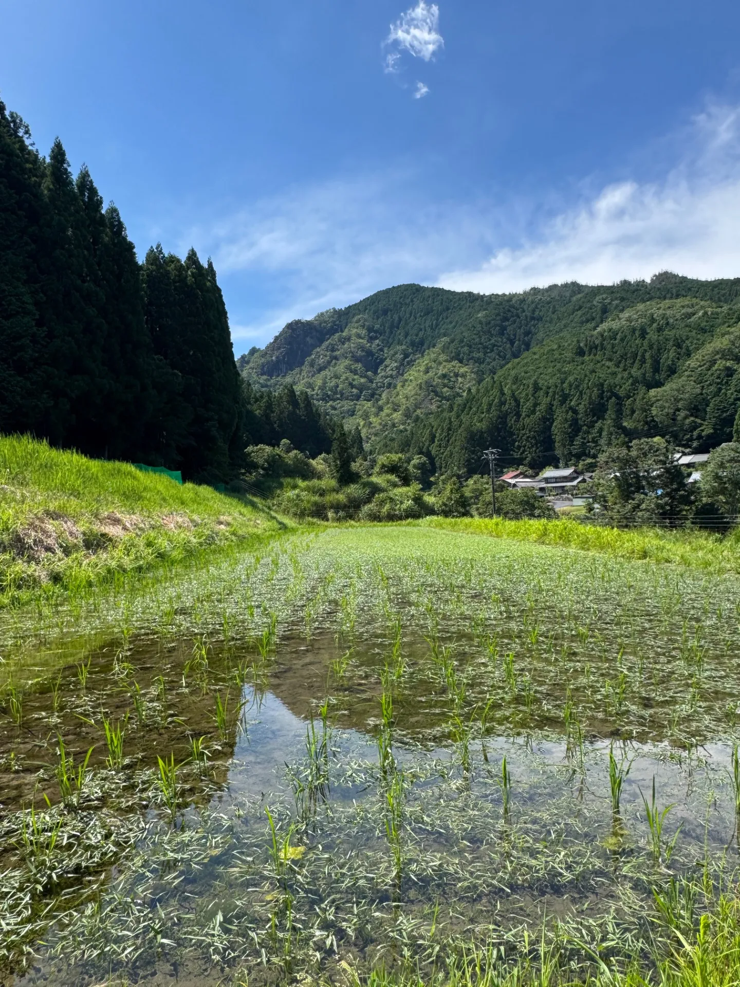毎日暑いですね