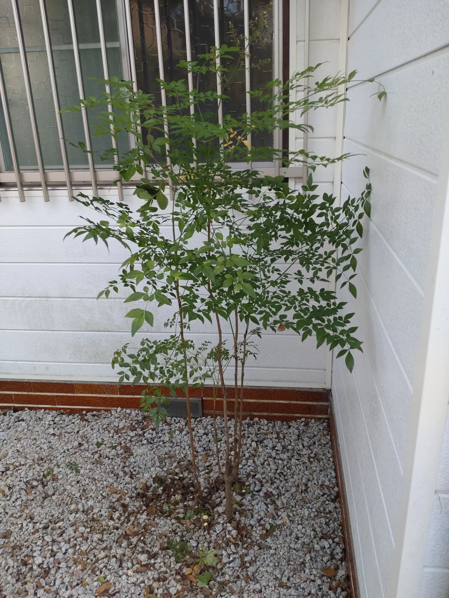 涼風纏いし南天。