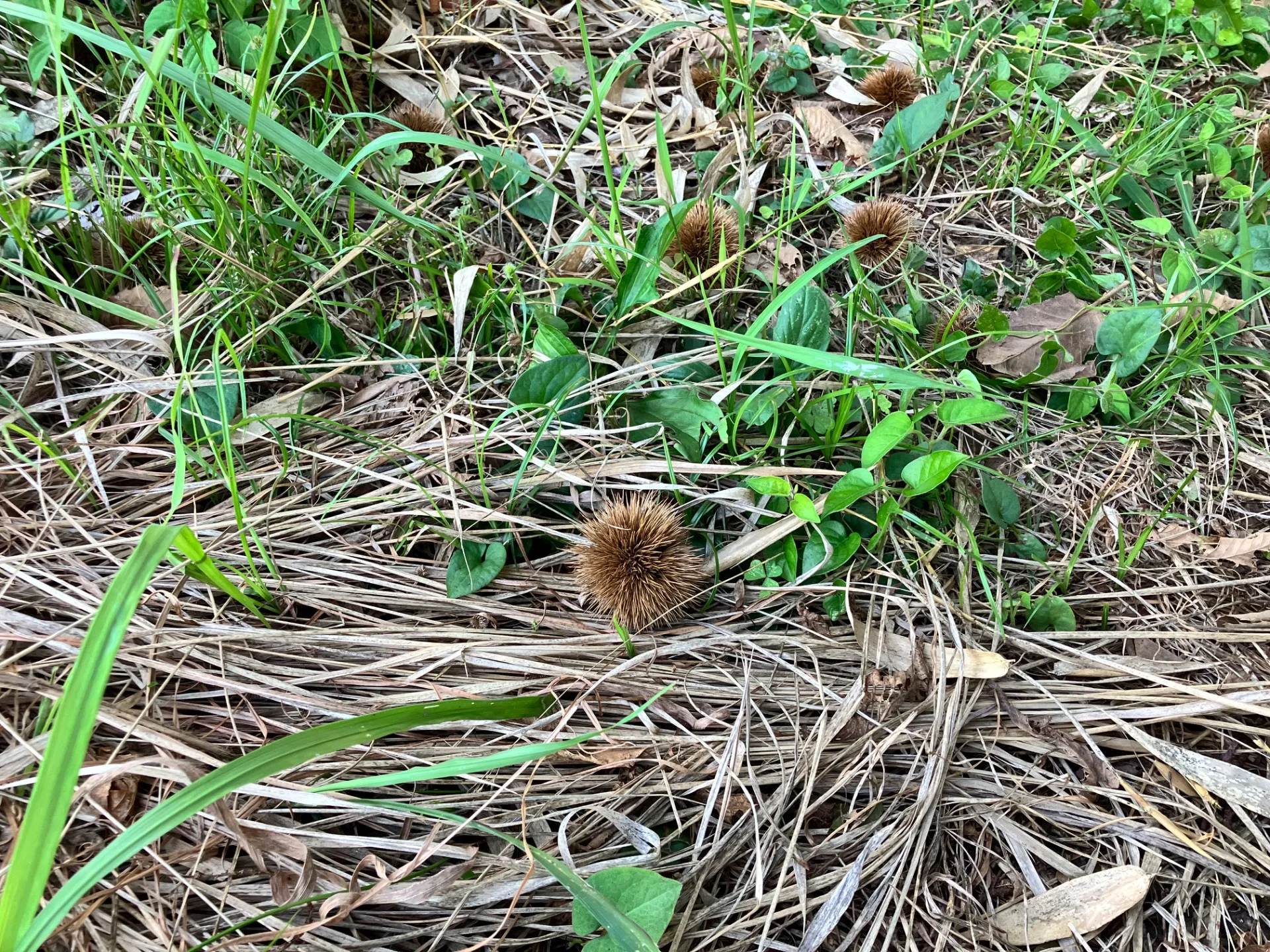 立秋
