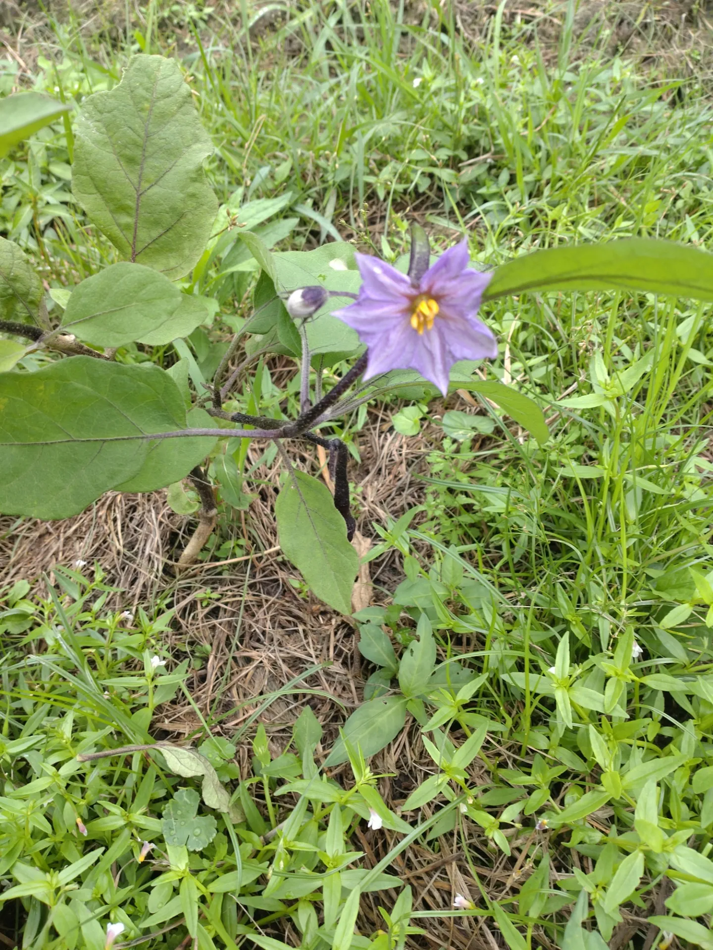 野菜の花も美しい。