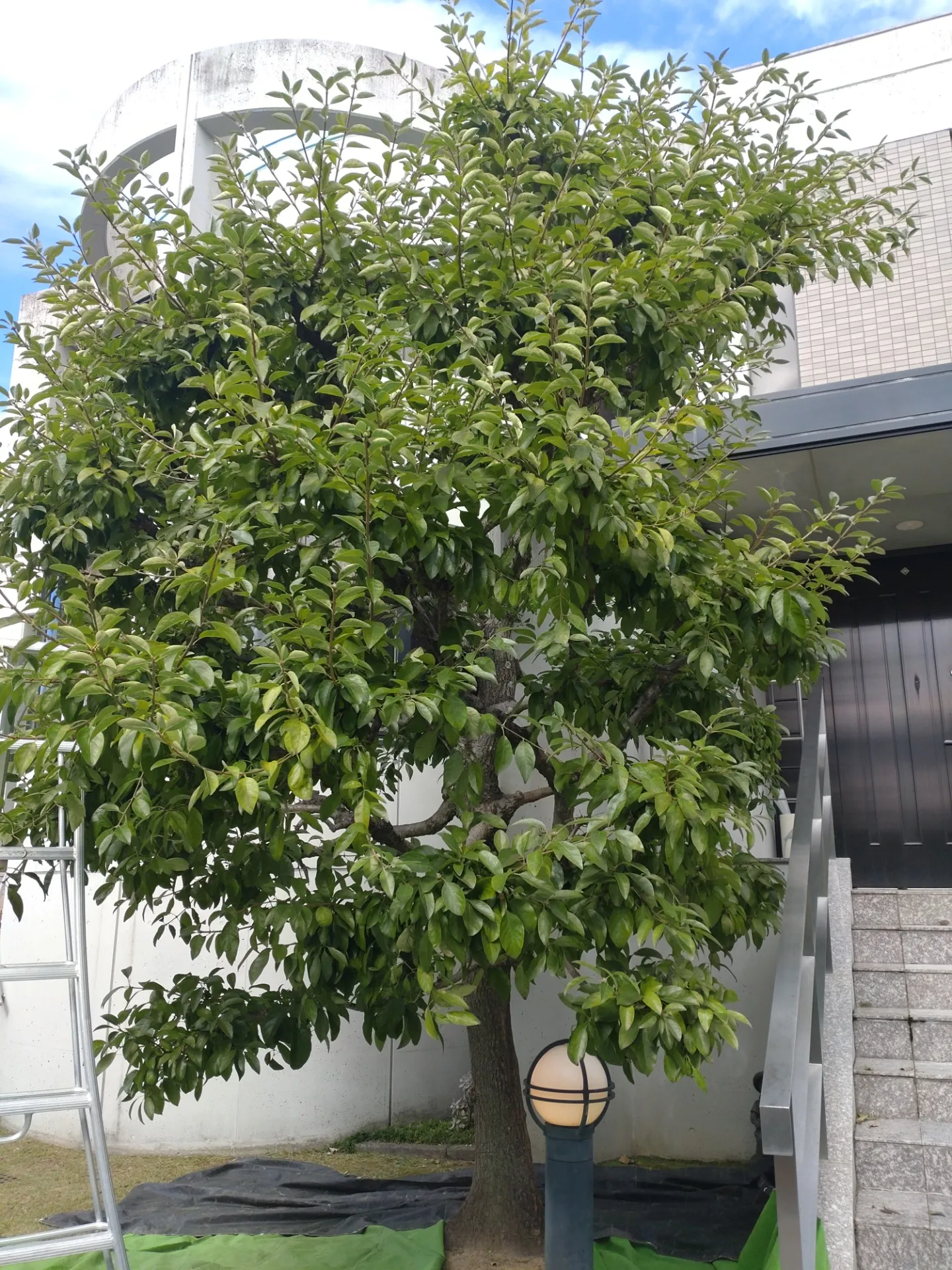 写真の角度ミスったなぁ…。